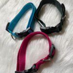 Halsband aus Gurtband und Plastikschnalle
