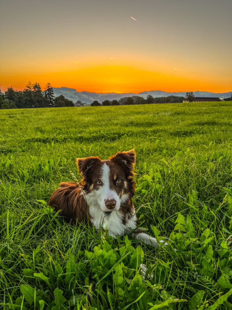 Benito